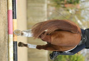 Chesnut horse trotting over poles